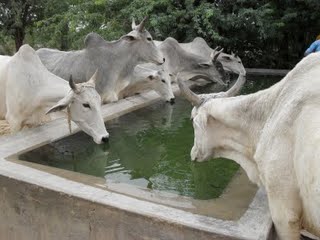 Water is Life - Ashram Drought Relief