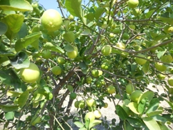 Finally, after 5 years lemons on Jadan Ashram organic gardens