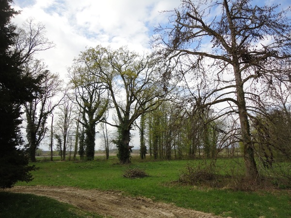 Planting 800 trees near Karlovac in Croatia