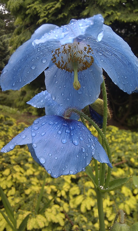 himalayan poppy Edinburgh