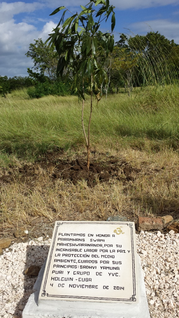 The tree and the sign